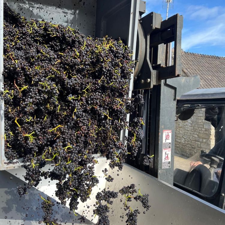 2024 Harvest: From the Winery